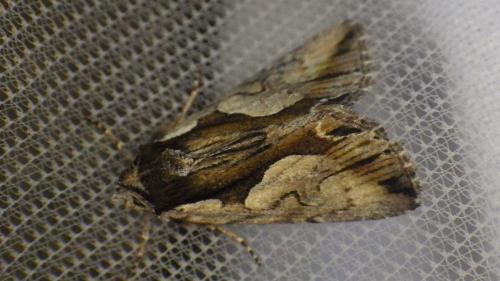 Réf. 272 963 : Calliergis ramosa